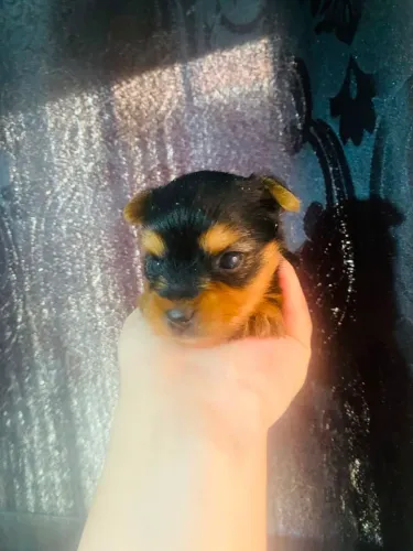 Um filhote de yorkshire machinho 