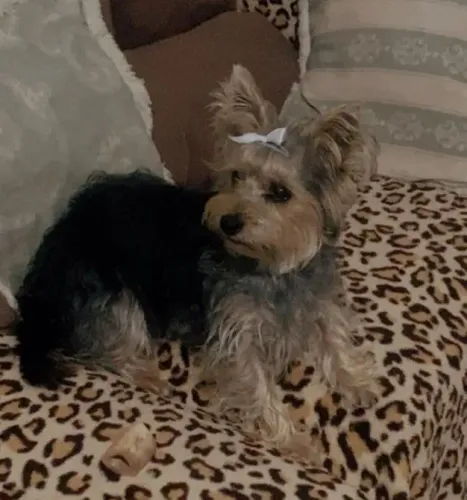 Vendo linda cachorrinha Yorkshire