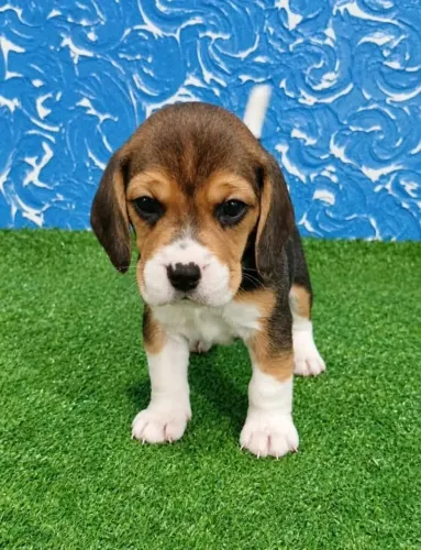 Filhotes de Beagle 