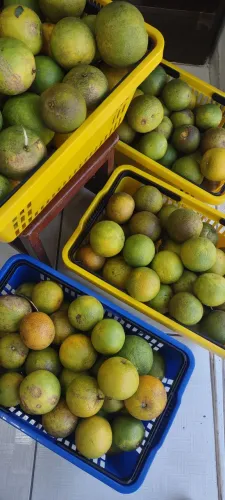 50 LARANJAS LIMA POR 25 REAIS