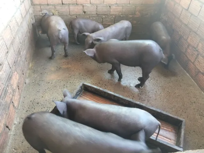 vendo porcos caipira 