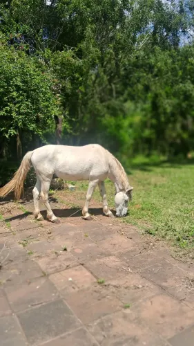 Cavalo