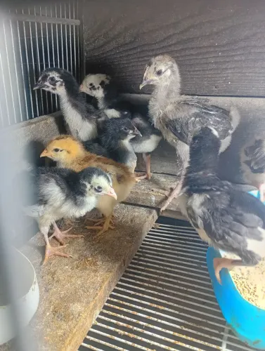 Galinha,galo, pintinhos gsb balão disponível 