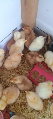 Pintinhos