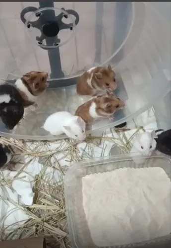 Hamster sírio filhotes mansos