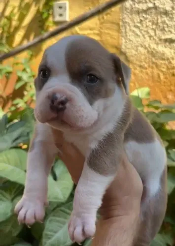 American Bully Filhote Pocket - Macho