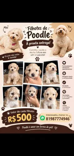 Pets 