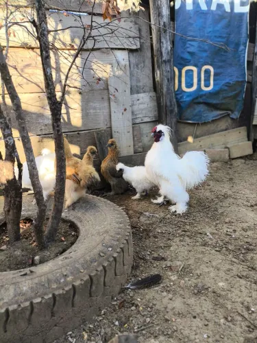 Sedosa do Japão