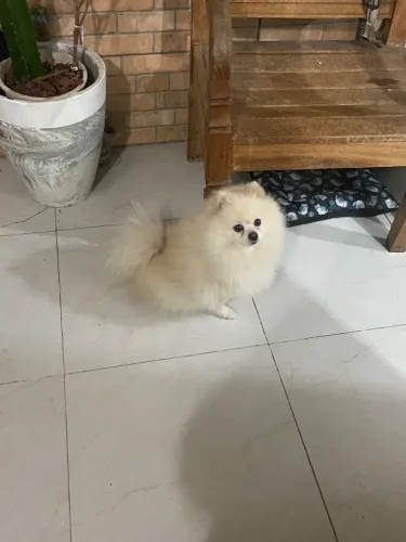Lulu da pomerania