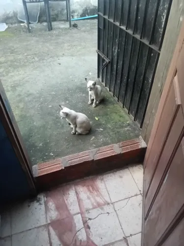 Doação de gatos