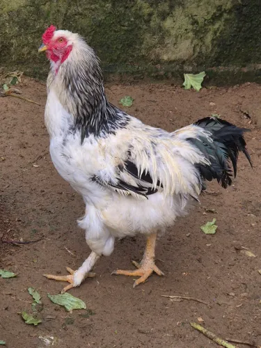 Vendo Galo Sussex 