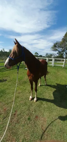 Cavalo mangalarga paulista a venda