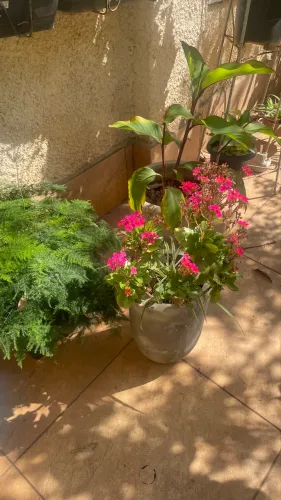 Planta decorativa