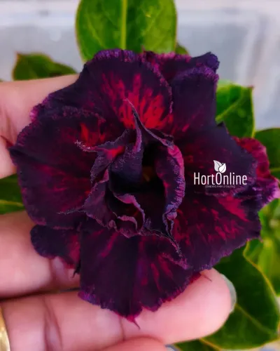 Rosa do deserto em promoção!