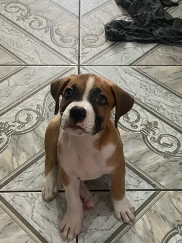 Pitbull - American pitbull terrier
