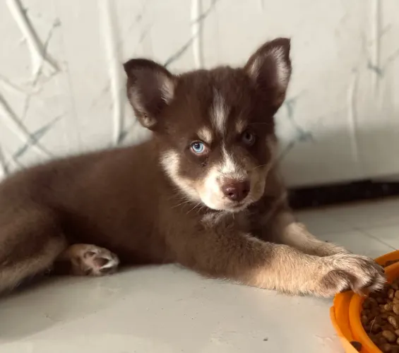 Huskys siberiano 