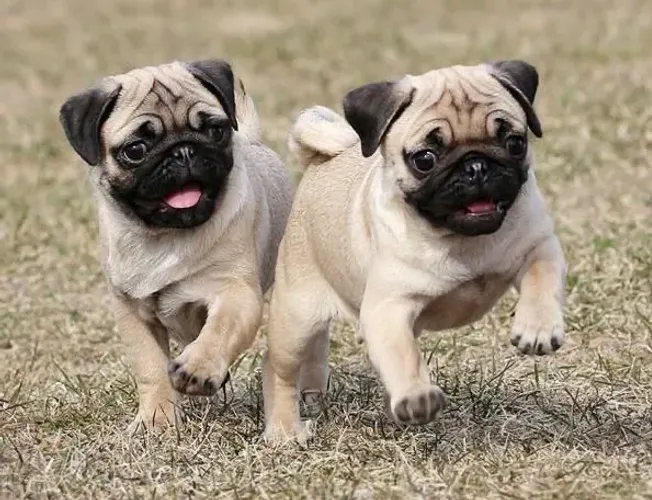 Pug - Amor Que Nunca Falha