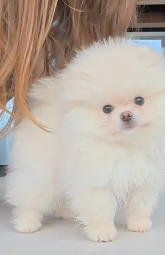 Cachorro Lulu da Pomerania para viver amor em família
