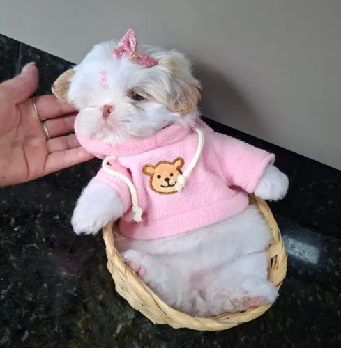 Shih tzu exotico valor promocional