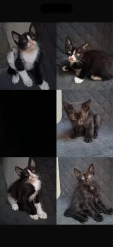 Doação de gatinhos
