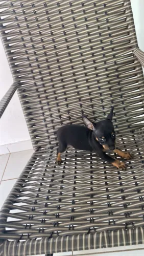 Pinscher Miniatura Pretinha