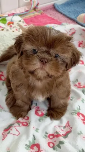 Shih tzu fêmeas chocolate garanta a sua 
