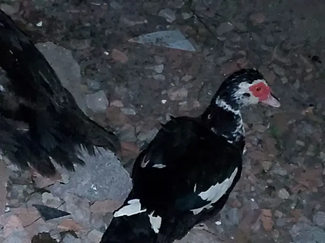 Patos