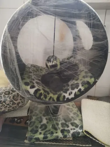 Toca de gato