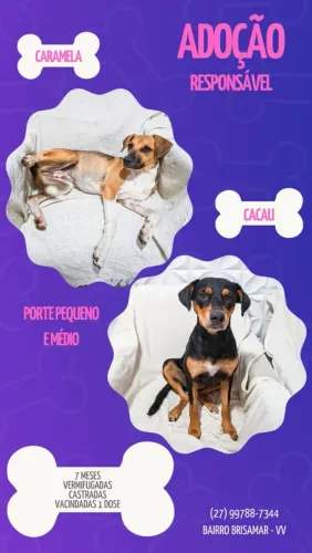 ADOÇÃO DE 2 CADELAS DE 7 MESES. JÁ ESTÃO CASTRADAS.