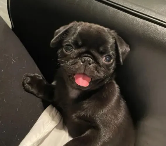 Filhote Pug, eles vão conquistar até os corações mais difíceis!
