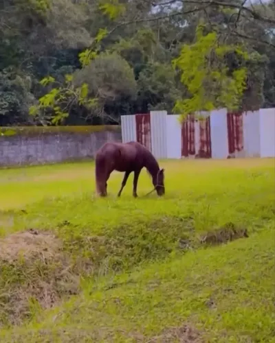 Cavalo manso