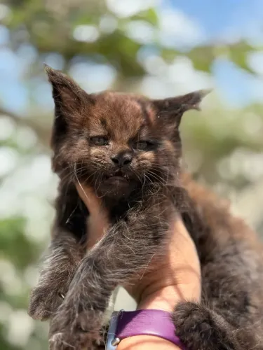 Filhotes Maine Coon o gato Gigante Smoke