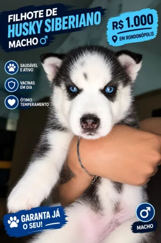 Vendo Husky siberiano - MACHO