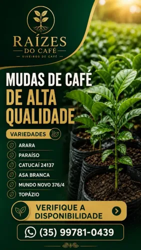 Mudas de Café