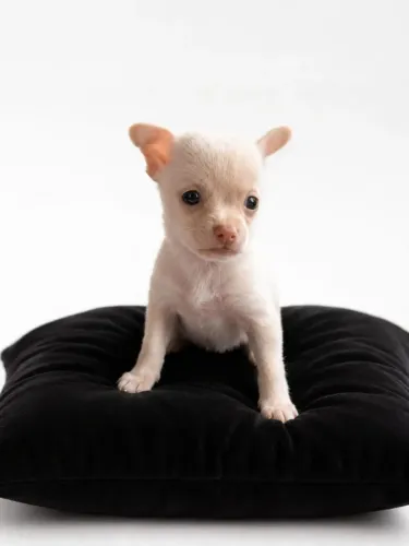 Chihuahua pronto pra você hoje!! Macho 
