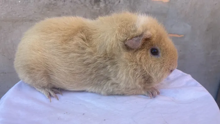 Porquinha da índia fêmea
