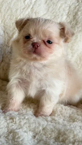 Chihuahua Machinho. Um lindo bibelozinho de nariz marrom!