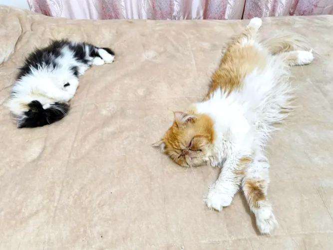 GATO PERSA