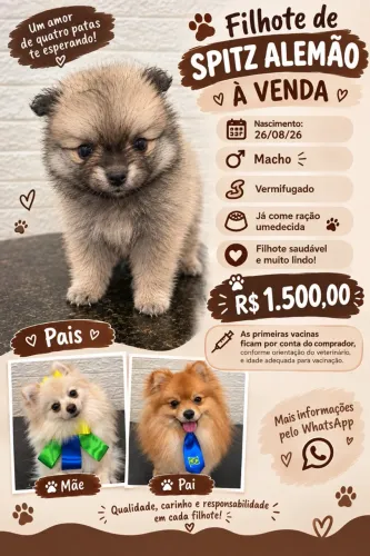 Splitz alemão - Lulu da Pomerania
