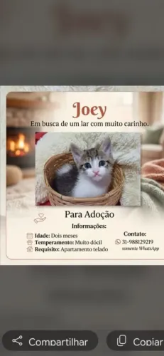 Gatinhos para doaçao