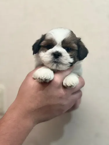 Filhote de Shih Tzu procurando um novo lar
