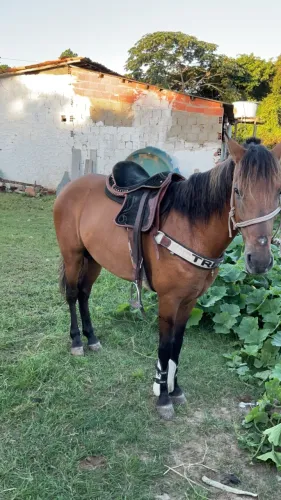 Cavalo