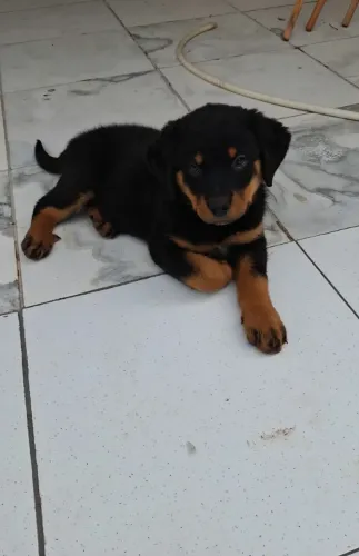 Vendo cachorro Rottweiler