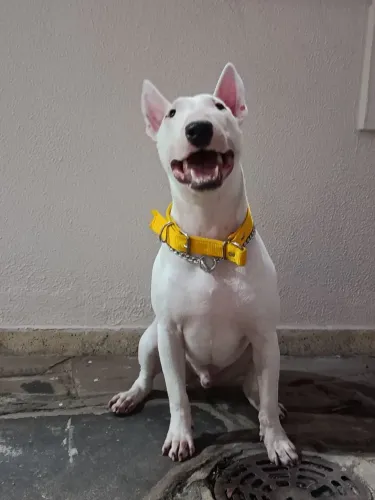 Bull terrier doaçao