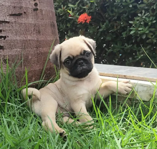 Fil. Pug promoção especial 