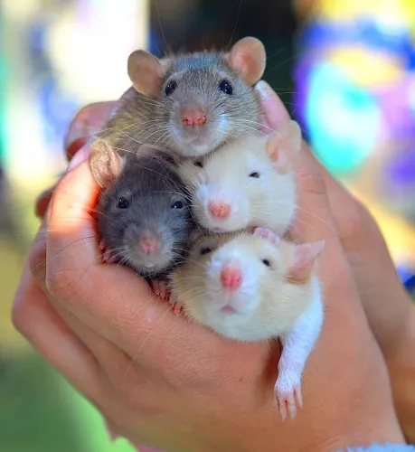 Twister machos fêmeas hamsters e coelhos