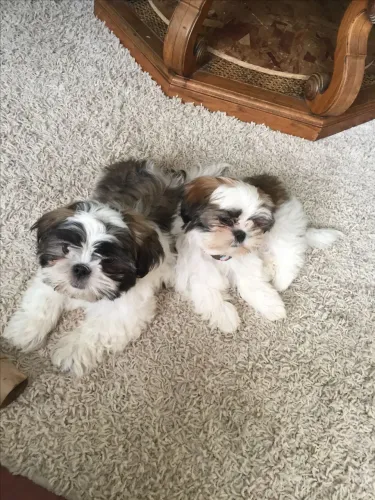 Lhasa Apso vacinado e vermifugado venha garantir