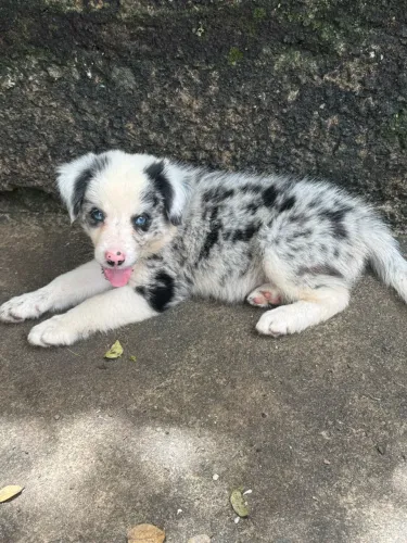 Border collie com pedigree CBKC  - filhote puro 