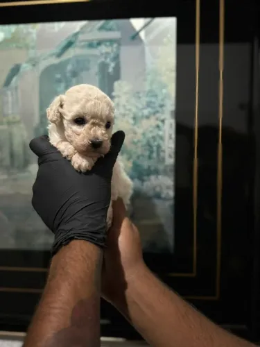 Poodle Champanhe 