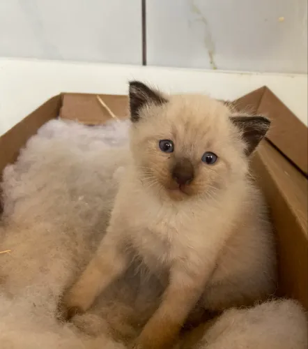 Vendo gato siamês 